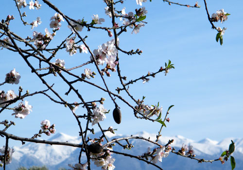 Crete walks: Almond blossoms in january