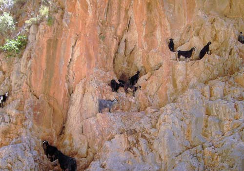 Crete walks: Climbing goats in Aradena gorge