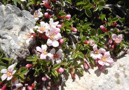 Crete walks: Lefka Ori flowers