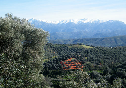 Crete walks: Olive groves with snow covered White mountains