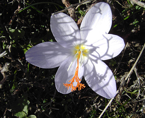 Walks on Karpathos Island: Crocus flower on Lastos plateau