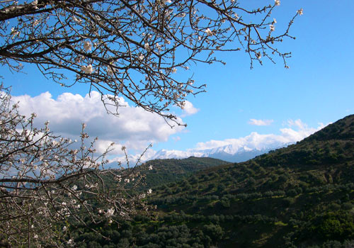 Wandern auf Kreta: Madelblüte vor den schneebedeckten Bergen
