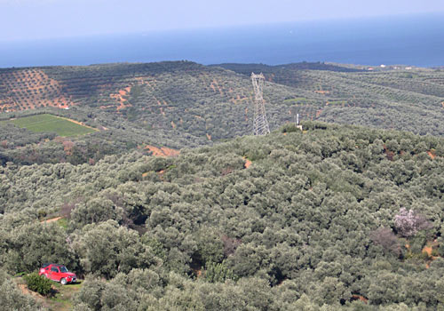 Wandern auf Kreta: Olivenhaine westlich von Chania