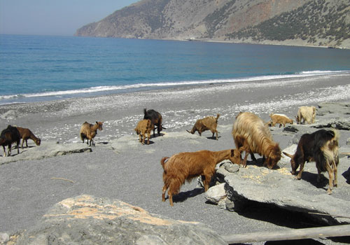 Wandern auf Kreta: Ziegen am Strand von Agios Pavlos