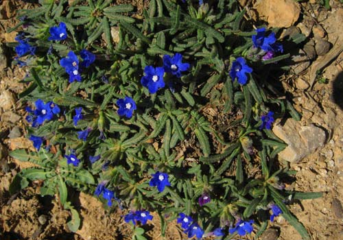 Randonnées en Crète: Fleurs dans le Montagnes Blanches