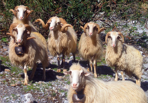 Randonnées en Crète: Moutons crétois fiers