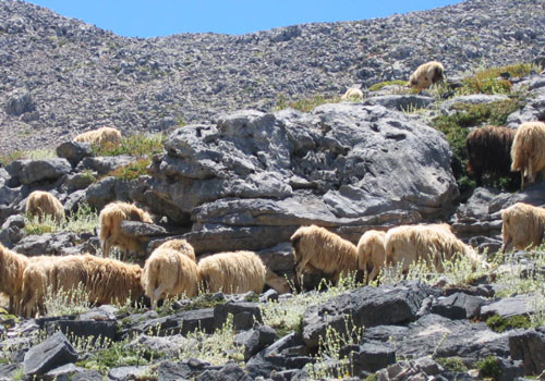 Randonnées en Crète: Moutons près de katsivelli